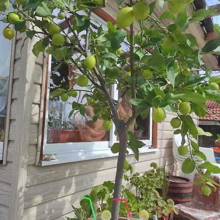 ваканционни къщи'на брега' On The Coast *