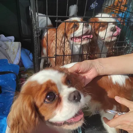 Guest house ваканционни къщи'на брега' On The Coast *